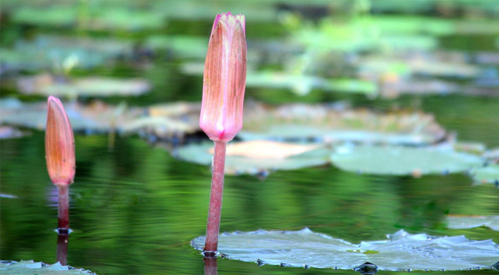 ‘Shapla Koli’ added to EC’s updated poll symbol list