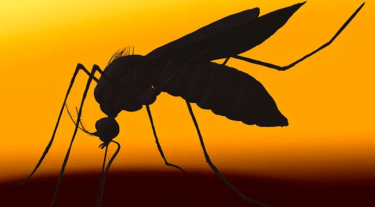 Bangladesh reports 1,034 new dengue cases, five deaths in a day