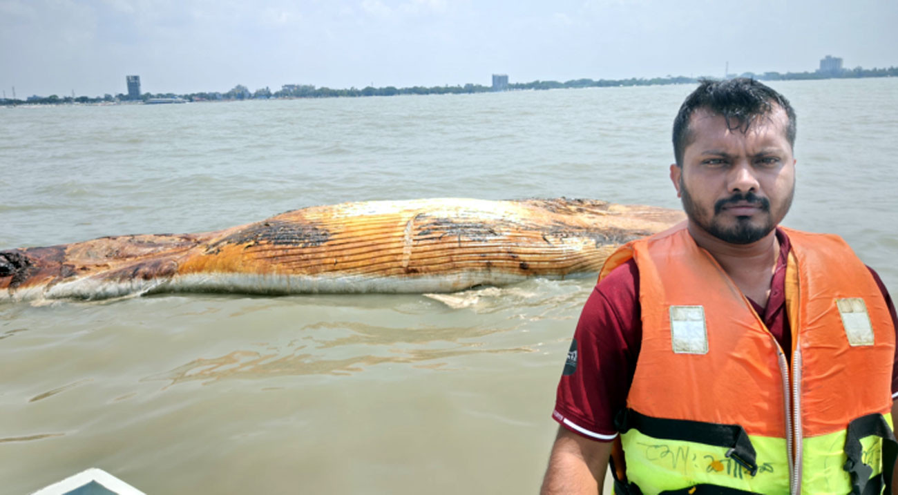 40-foot dead whale found floating off Kuakata coast