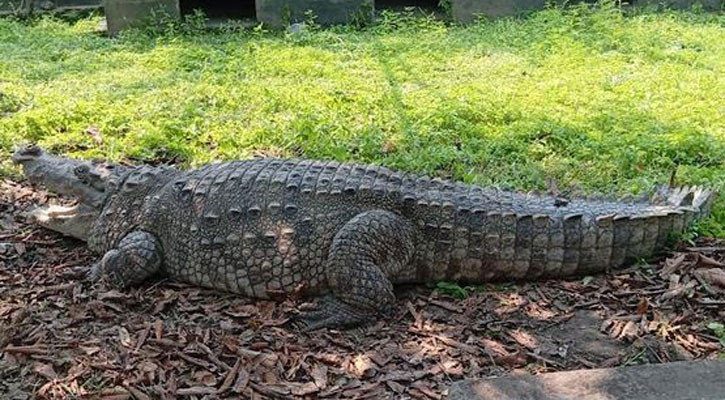 Shrine pond crocodile shifted to Khulna wildlife centre