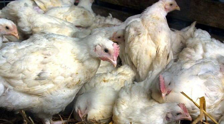 Record heat causes mass poultry deaths in France