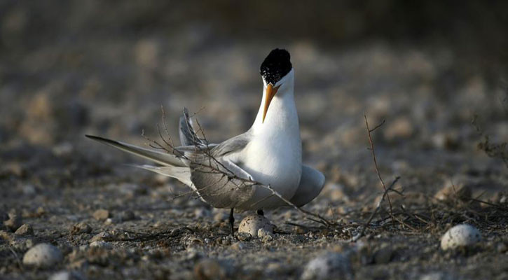 H5 bird flu detected in Australian seabird for first time